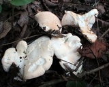 Hydnum repandum var. albidum image