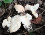Hydnum repandum var. albidum image