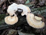 Mycorrhaphium adustum image