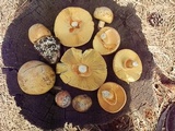 Amanita cochiseana image