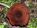 Coltricia cinnamomea image