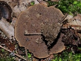 Coltricia cinnamomea image