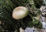 Boletellus chrysenteroides image