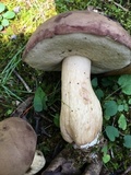 Tylopilus rubrobrunneus image