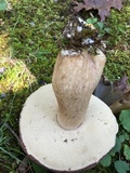 Tylopilus rubrobrunneus image
