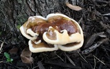 Ganoderma sessile image
