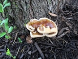 Ganoderma sessile image