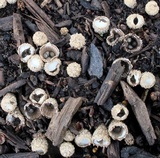 Cyathus stercoreus image