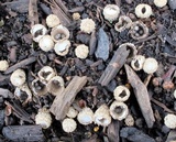 Cyathus stercoreus image