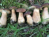 Tylopilus badiceps image