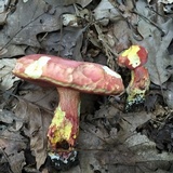 Boletus carminiporus image