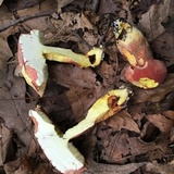 Boletus carminiporus image