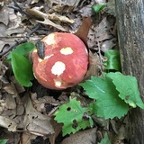Boletus carminiporus image
