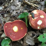 Boletus carminiporus image