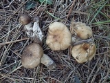 Lyophyllum infumatum image
