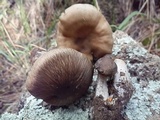Lyophyllum infumatum image