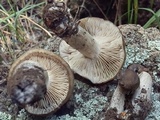 Lyophyllum infumatum image