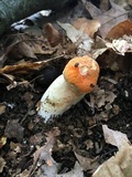 Tylopilus balloui image