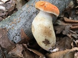Tylopilus balloui image