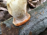 Gyroporus ballouii image