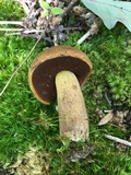 Boletus vermiculosoides image