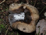 Asterophora lycoperdoides image