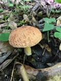 Xerocomus hortonii image