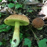 Xerocomus hortonii image