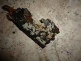 Resinicium furfuraceum image