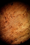 Rhizoctonia fusispora image