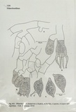 Rhizoctonia fusispora image