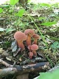 Baorangia bicolor image