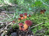 Baorangia bicolor image