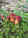Baorangia bicolor image