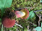 Baorangia bicolor image
