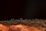 Dendrostilbella smaragdina image