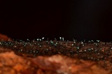 Dendrostilbella smaragdina image