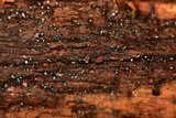 Dendrostilbella smaragdina image