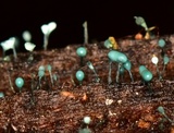 Dendrostilbella smaragdina image