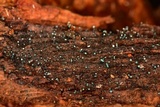Dendrostilbella smaragdina image