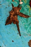Dendrostilbella smaragdina image