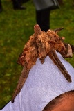 Dendrostilbella smaragdina image