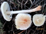Lepiota subalba image