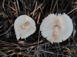Lepiota subalba image