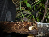 Resupinatus trichotis image