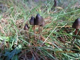 Psilocybe papuana image
