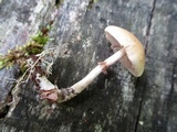 Agrocybe acericola image