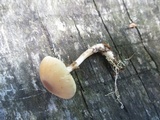 Agrocybe acericola image