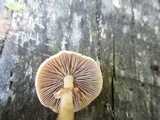Agrocybe acericola image