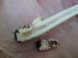 Amanita sect. Vaginatae image